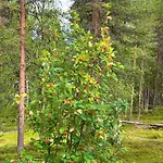 Aurora Lapland In, Forest View, 2 Bdr, Sauna, Terrace, Fireplace, Wifi, Pyhae-luosto National Park *