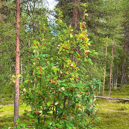 Aurora Lapland In, Forest View, 2 Bdr, Sauna, Terrace, Fireplace, Wifi, Pyhae-luosto National Park *