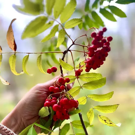 Διαμέρισμα Aurora Lapland In, Forest View, 2 Bdr, Sauna, Terrace, Fireplace, Wifi, Pyhae-luosto National Park *