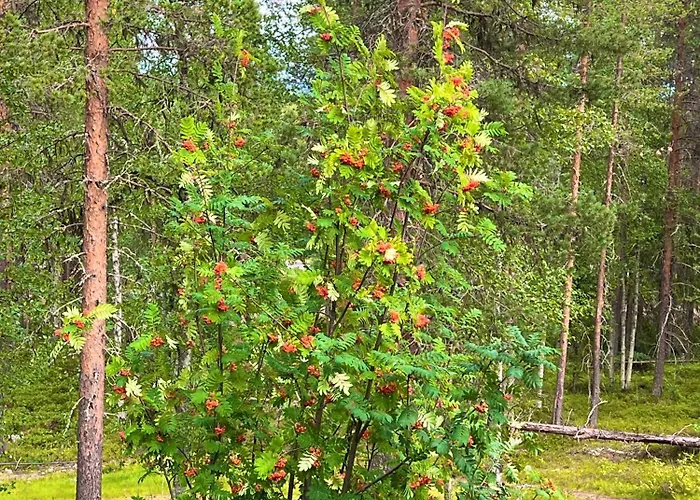 Aurora Lapland In, Forest View, 2 Bdr, Sauna, Terrace, Fireplace, Wifi, Pyhae-luosto National Park *