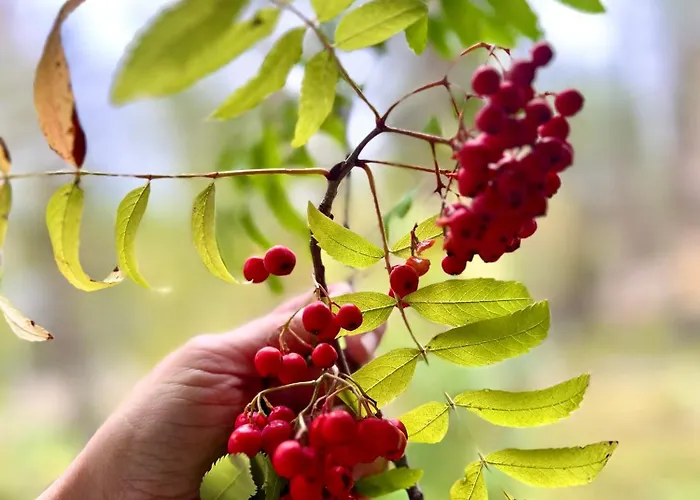 شقة Aurora Lapland In, Forest View, 2 Bdr, Sauna, Terrace, Fireplace, Wifi, Pyhae-luosto National Park *